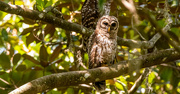 1st Jun 2024 - A Couple of the Baby Barred Owls!