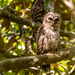 A Couple of the Baby Barred Owls! by rickster549