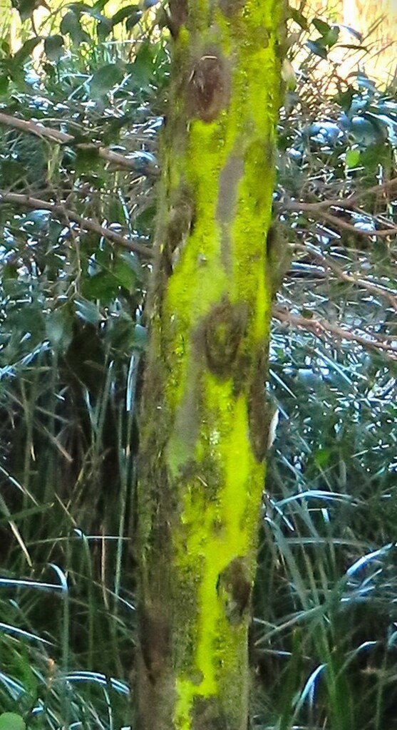 Waterlogged Mossy Tree Fern Trunk ~  by happysnaps