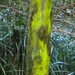 Waterlogged Mossy Tree Fern Trunk ~ 