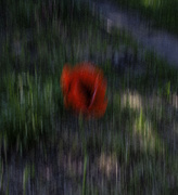 1st Jun 2024 - Poppy 2