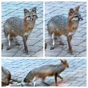 1st Jun 2024 - The Quick Gray Fox