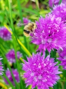 1st Jun 2024 - Another Bee