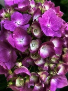 30th May 2024 - Hydrangea 