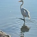 5 30 The Great Egret that flew over to greet me