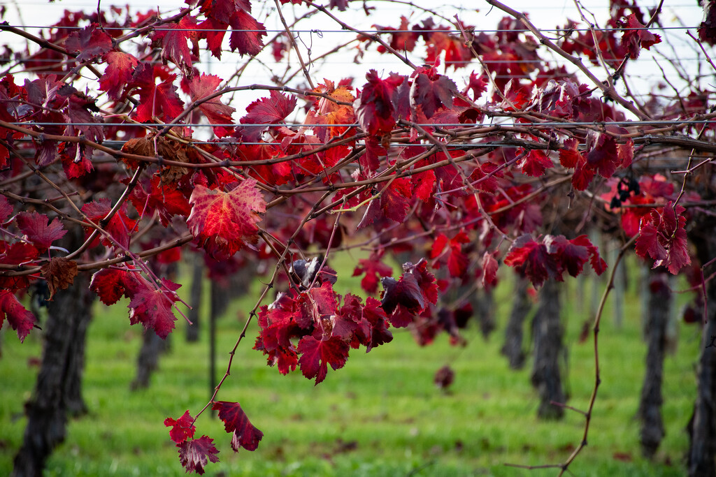 Red delight by nannasgotitgoingon