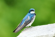 1st Jun 2024 - Tree Swallow Along the Trail