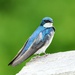 Tree Swallow Along the Trail