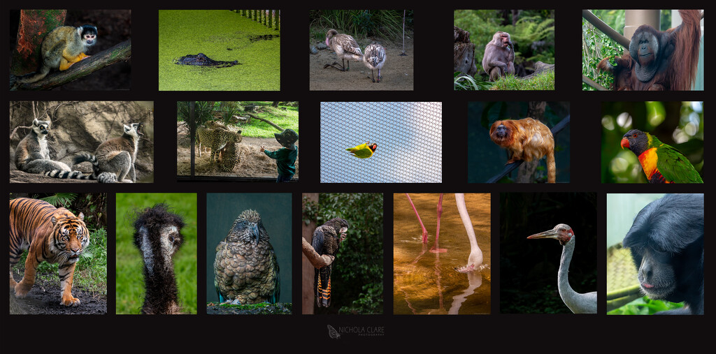 Auckland Zoo Collage by nickspicsnz