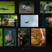 Auckland Zoo Collage by nickspicsnz