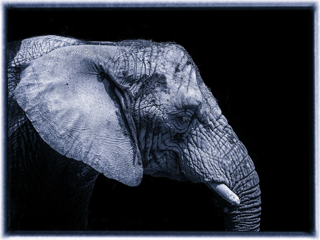 An elephant by haskar
