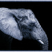 An elephant by haskar