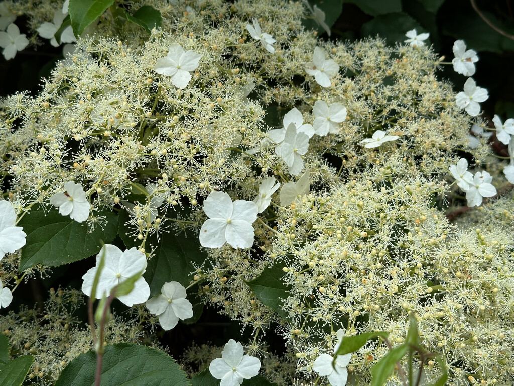 Hydrangea Flowers by 365projectmaxine