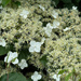 Hydrangea Flowers by 365projectmaxine