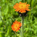 Fox and Cubs Plant by 365projectmaxine