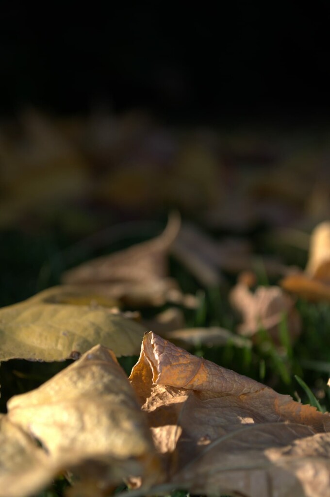 Leaves by mdry