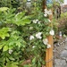 The Rambling Rector........... by cutekitty