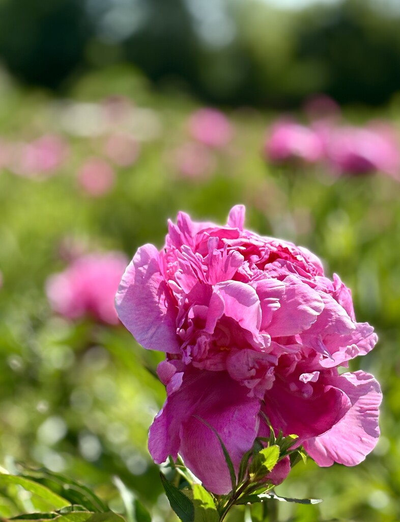 Peony day by lizgooster