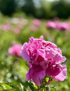 2nd Jun 2024 - Peony day