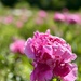 Peony day by lizgooster