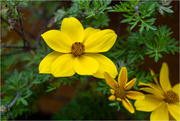 2nd Jun 2024 - Flower at Jewellery quarter station