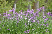 2nd Jun 2024 - Montana Wildflowers