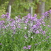 Montana Wildflowers