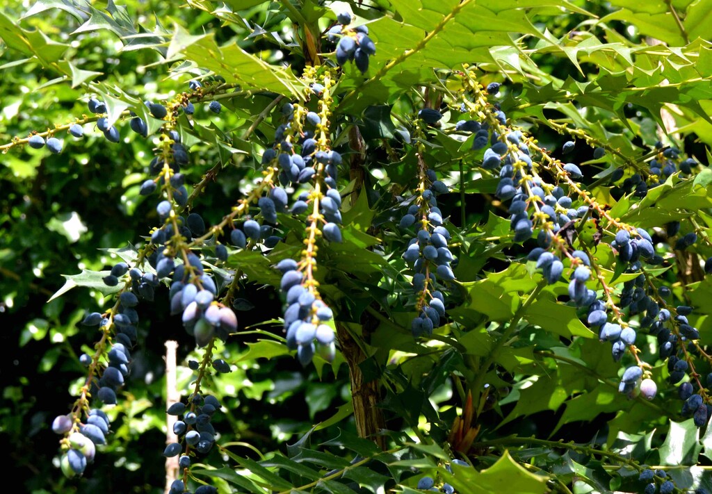 Autumn Flowering Mahonia Berries by arkensiel