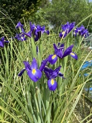12th May 2024 - Purple flower