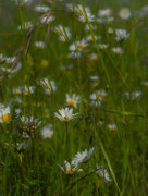 2nd Jun 2024 - Marguerites and meadowbrome