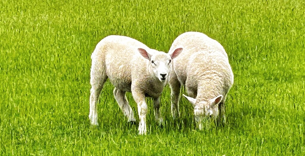 Lambs by carole_sandford