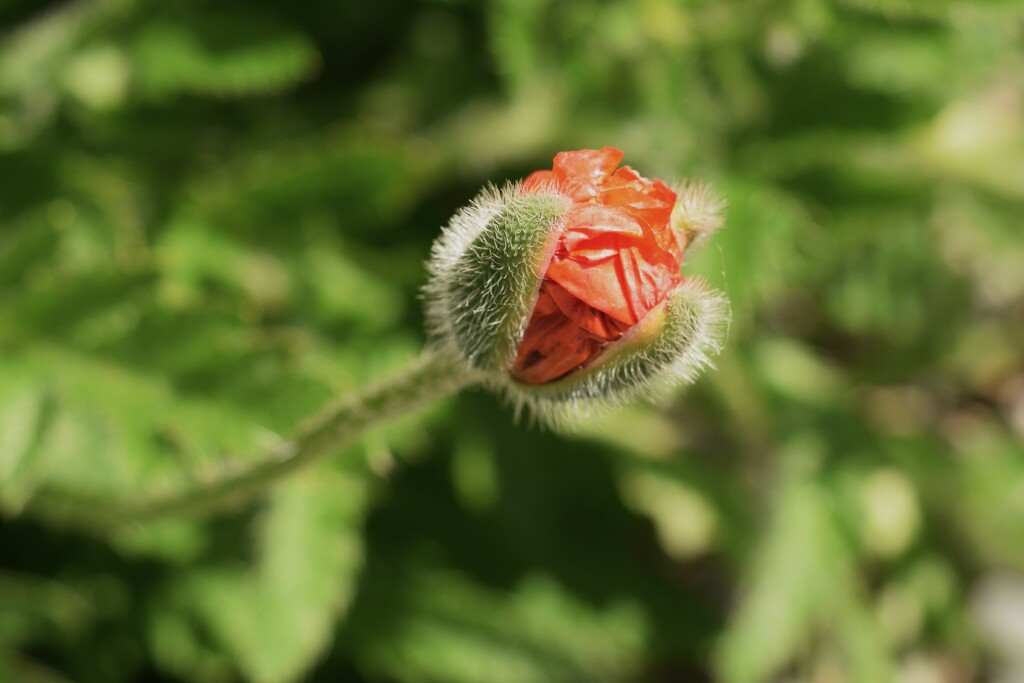 poppy time again by christophercox