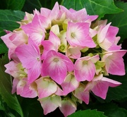 2nd Jun 2024 - Cream and pink hydrangea.