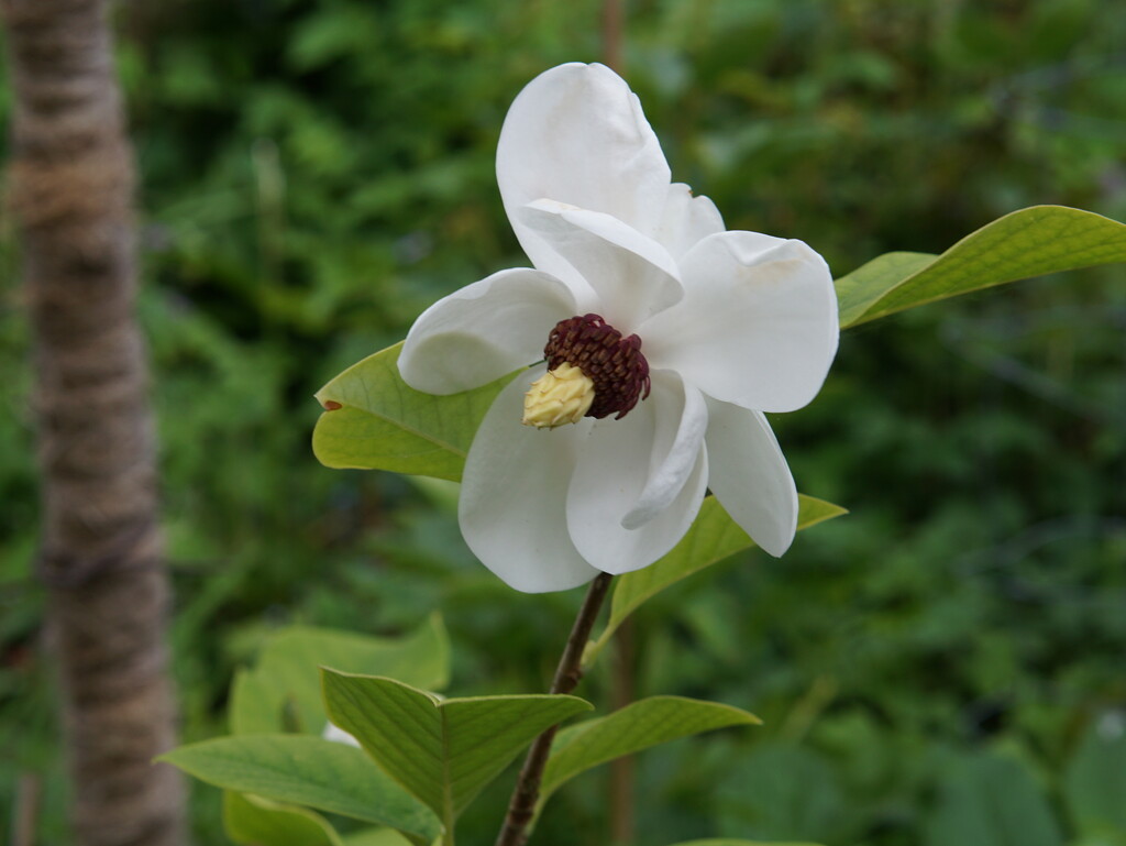 magnolia by quietpurplehaze