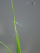 2nd Jun 2024 - Damselfly?