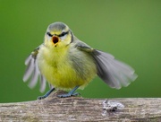 1st Jun 2024 - Stroppy Juvenile Blue Tit.