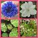 Garden flower collage 