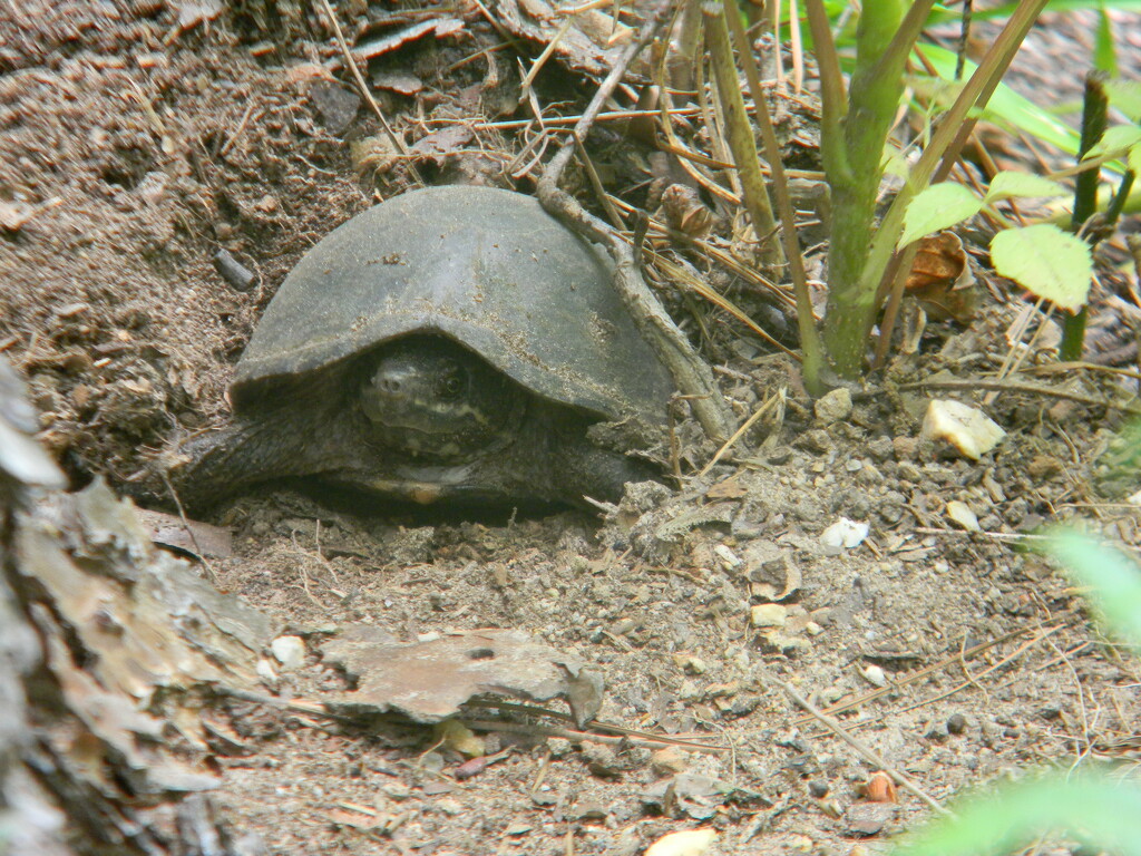 Turtle Down the Trail by sfeldphotos