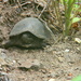 Turtle Down the Trail by sfeldphotos