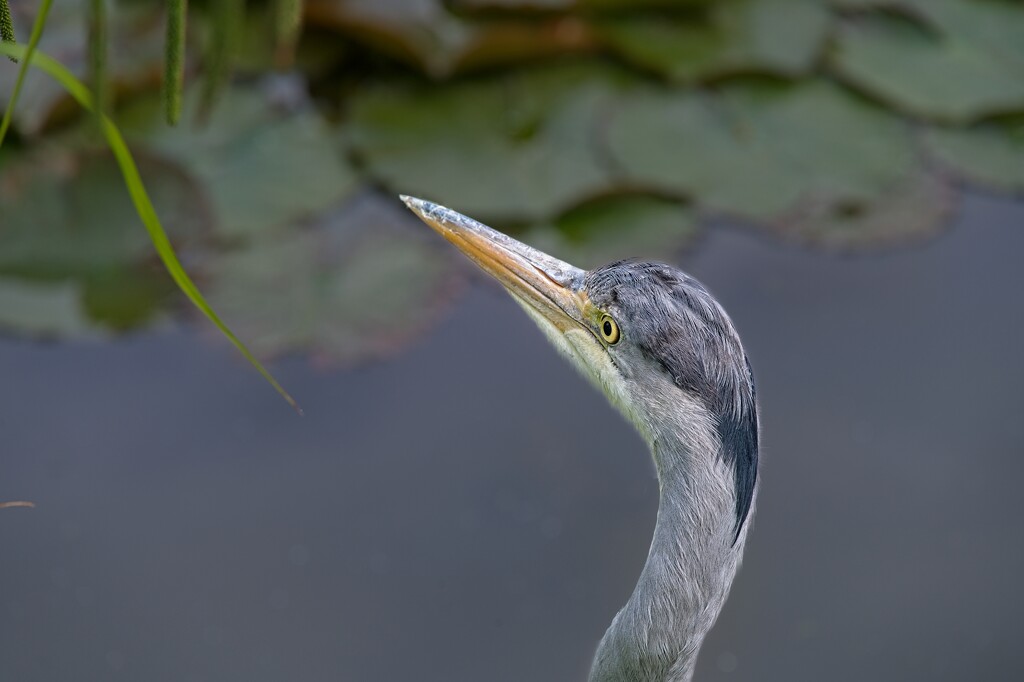 Heron in the Park by billyboy