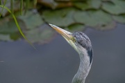 2nd Jun 2024 - Heron in the Park