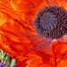 Purple Pollen Poppy by gardencat