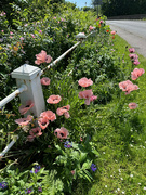 2nd Jun 2024 - Roadside Delight