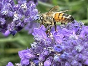 2nd Jun 2024 - Busy bee day