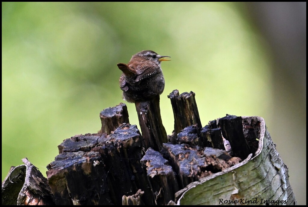 Little wren by rosiekind