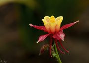 2nd Jun 2024 - Columbine Crown 