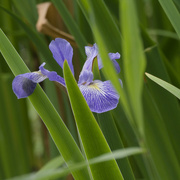 2nd Jun 2024 - southern blue flag iris