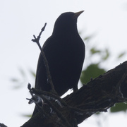 2nd Jun 2024 - American robin