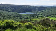 2nd Jun 2024 - 154/366 - Blackbrook Wood, Sheffield, UK