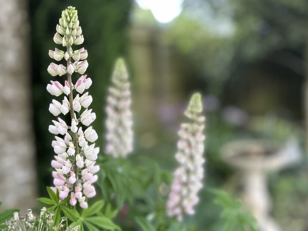 Pink Lupins by phil_sandford